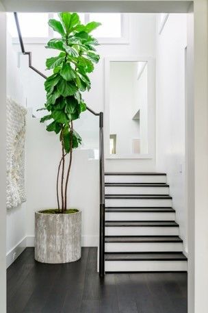 A plant in a pot near stairs and mirror.